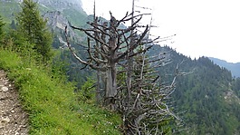 蒂罗尔,tannheimertal,杉木家的小屋
