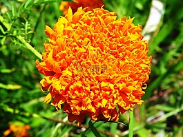 黃色,花,新鮮