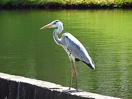 鷺,鳥,河