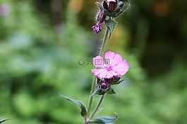 平,花,權(quán)力
