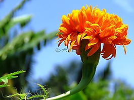 黃色,花,新鮮