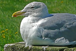 海鷗,坐,鳥