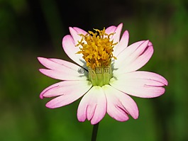 花,新鮮,關(guān)閉了