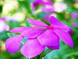 粉紅色,花,新鮮