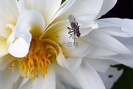 白,大丽花,飞