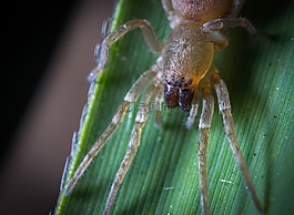 昆蟲,bespozvonochnoe,蜘蛛