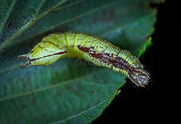 幼蟲,昆蟲,卡特彼勒