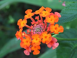 花,新鮮,變焦