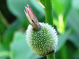 花,綠色,特寫