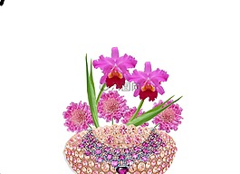 安排,花卉,orquideas