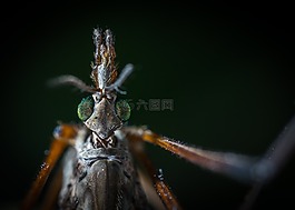 昆蟲,bespozvonochnoe,性質(zhì)