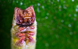 性質(zhì),昆蟲,沒有一個人