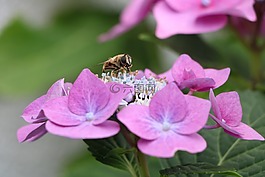 蜜蜂,八仙花,開花