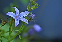 桔梗,開花,花