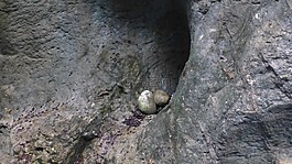 阿尔高,城堡山,starzlachklamm
