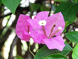 新鮮,花,變焦