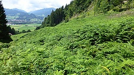 阿尔高,城堡山,草地
