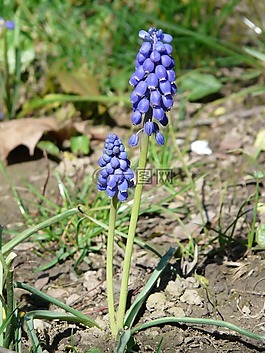 亞美尼亞 traubenhyazinthe,花,開花