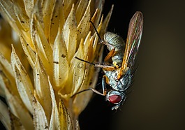 昆蟲(chóng),性質(zhì),飛