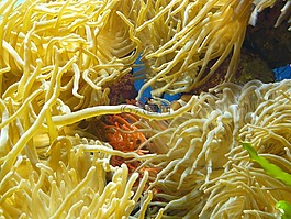 ?？?水族館,睡蓮