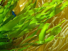 水族館,水生植物,綠色