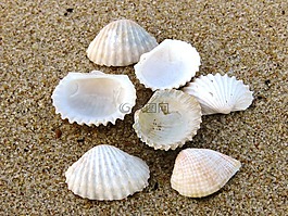 外殼,海灘,變焦