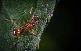 昆蟲,bespozvonochnoe,性質(zhì)