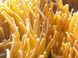 海葵,水族館,睡蓮