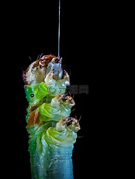 昆蟲,性質(zhì),bespozvonochnoe