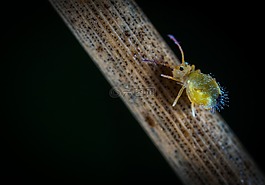 昆蟲,bespozvonochnoe,動(dòng)物