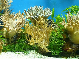 水族館,珊瑚,水