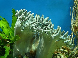 水族館,珊瑚,水