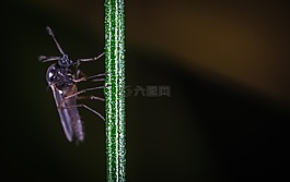 昆蟲,性質(zhì),沒有一個(gè)人