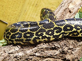 黑 tigerpython,蛇,python molurus bivittatus