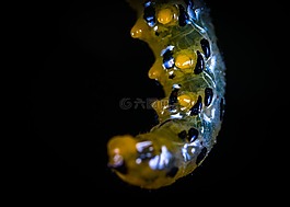 幼蟲,bespozvonochnoe,性質(zhì)