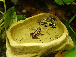 三 baumsteiger 青蛙,青蛙,epipedobates 三色