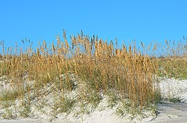 海燕麥,沙,沙丘