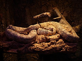 斑點(diǎn)的響尾蛇,蛇,crotalus mitchellii