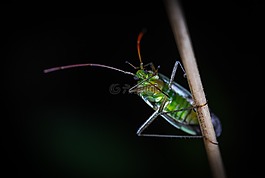 昆蟲,性質(zhì),生活的本質(zhì)