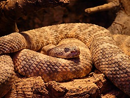 斑點(diǎn)的響尾蛇,蛇,crotalus mitchellii
