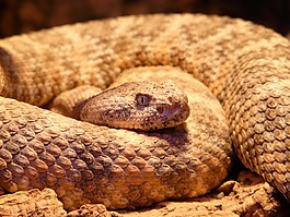 斑點(diǎn)的響尾蛇,蛇,crotalus mitchellii