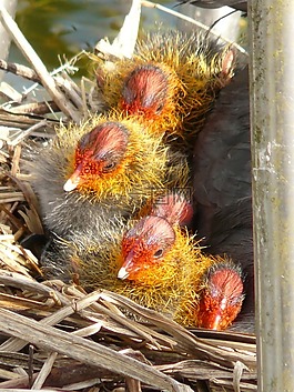 coots,小雞,動物