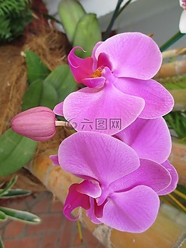 蘭花,花,顏色