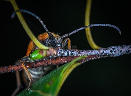 昆蟲,bespozvonochnoe,性質(zhì)