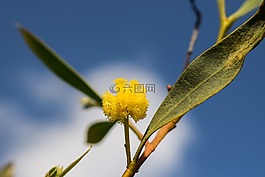花,黃色,自然