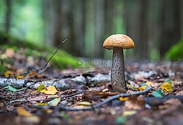 蘑菇,葉子,森林
