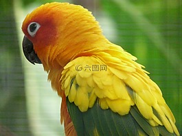 太阳鹦哥,鹦鹉,aratinga solstitialis