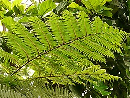 树蕨,蕨类,dicksonia 南极洲