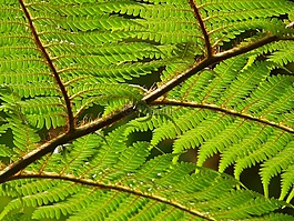树蕨,蕨类,dicksonia 南极洲