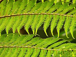 树蕨,蕨类,dicksonia 南极洲